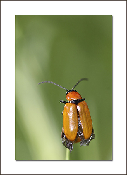 exosoma_lusitanicum
